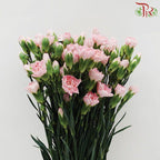 Carnation Spray - Blush Pink (19-20 Stems)-Pink-China-prflorist.com.my