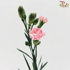 Carnation Spray - Blush Pink (19-20 Stems)-Pink-China-prflorist.com.my