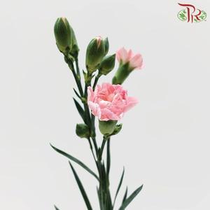 Carnation Spray - Blush Pink (19-20 Stems)-Pink-China-prflorist.com.my