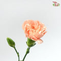 Carnation Spray - Champagne Powder (19-20 Stems )-Champagne-China-prflorist.com.my