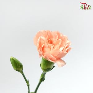 Carnation Spray - Champagne Powder (19-20 Stems )-Champagne-China-prflorist.com.my