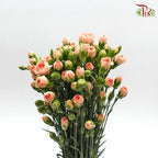 Carnation Spray - Champagne Powder (19-20 Stems )-Champagne-China-prflorist.com.my