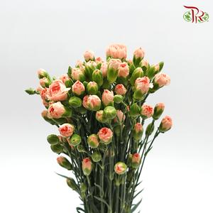 Carnation Spray - Champagne Powder (19-20 Stems )-Champagne-China-prflorist.com.my