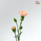 Carnation Spray - Champagne Powder (19-20 Stems )-Champagne-China-prflorist.com.my