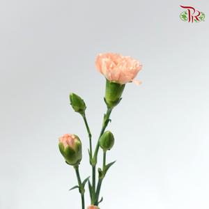 Carnation Spray - Champagne Powder (19-20 Stems )-Champagne-China-prflorist.com.my