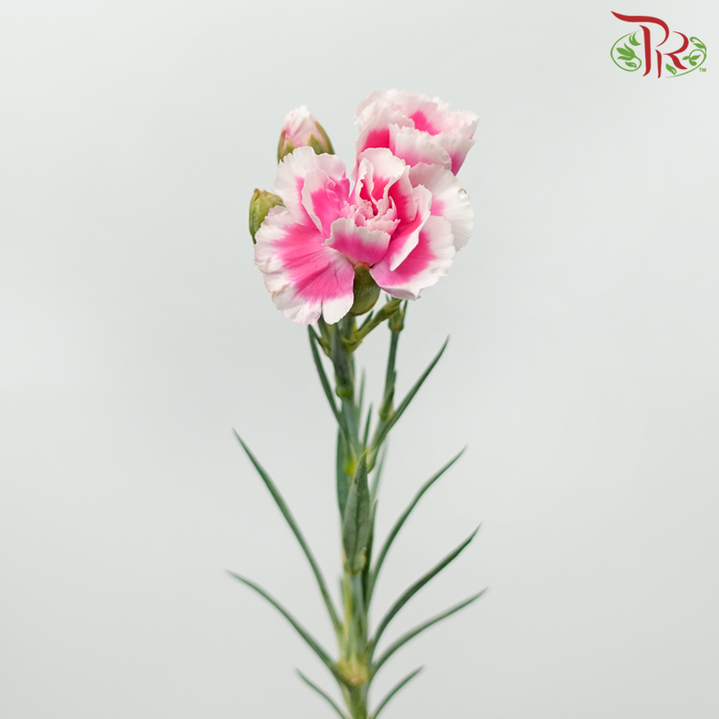 Carnation Spray - Double Tone Sweet Pink & White (19-20 Stems)-Pink-China-prflorist.com.my