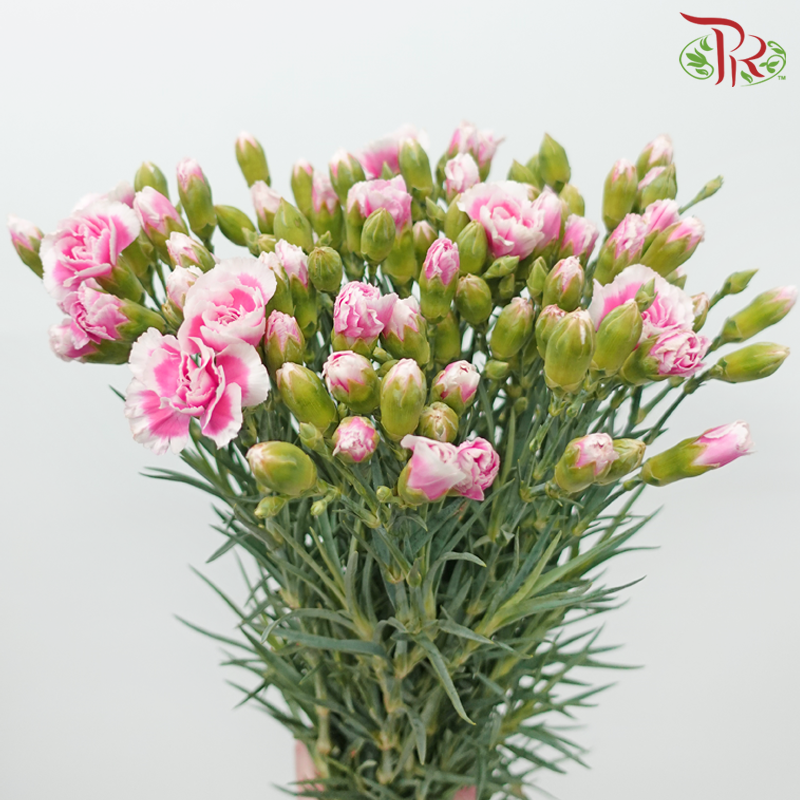 Carnation Spray - Double Tone Sweet Pink & White (19-20 Stems)-Pink-China-prflorist.com.my