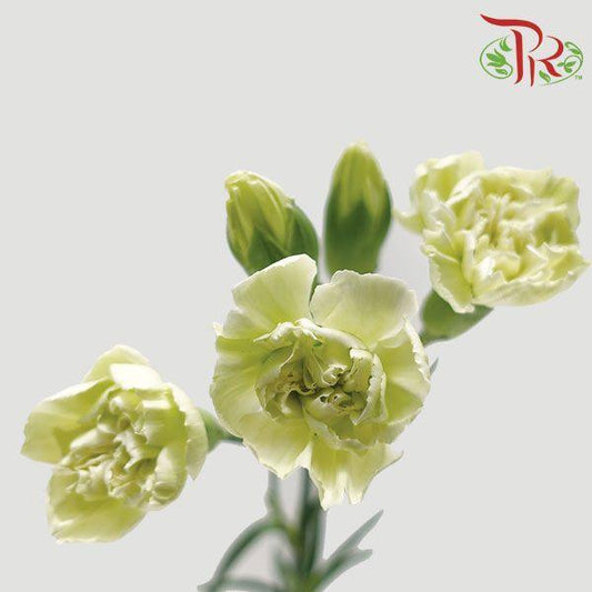 Carnation Spray - Green (19-20 Stems)-Green-China-prflorist.com.my