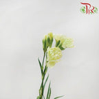 Carnation Spray - Green (19-20 Stems)-Green-China-prflorist.com.my