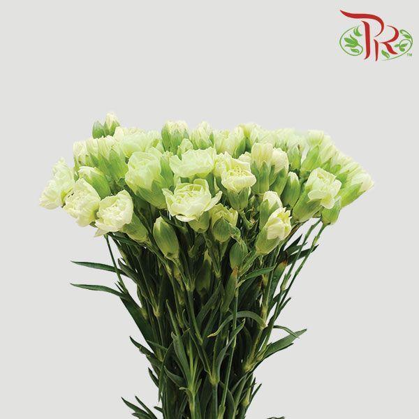 Carnation Spray - Green (19-20 Stems)-Green-China-prflorist.com.my