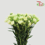 Carnation Spray - Green (19-20 Stems)-Green-China-prflorist.com.my