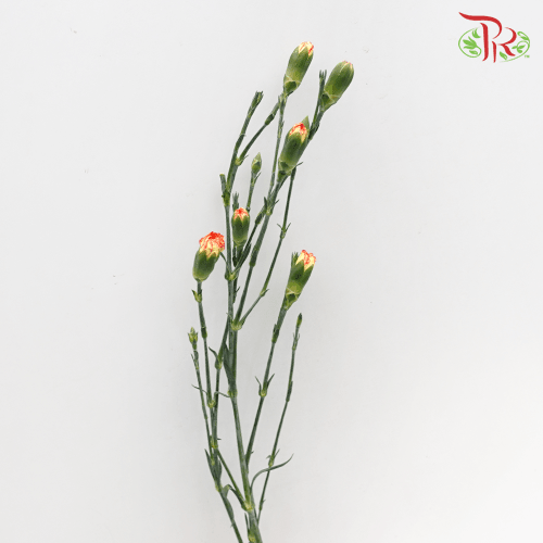 Carnation Spray - Orange With Yellow (19-20 Stems)-Orange-China-prflorist.com.my