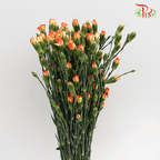 Carnation Spray - Orange With Yellow (19-20 Stems)-Orange-China-prflorist.com.my