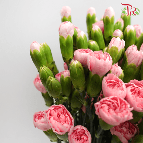 Carnation Spray - Pink Pigeon (19-20 Stems)-Pink-Vietnam-prflorist.com.my