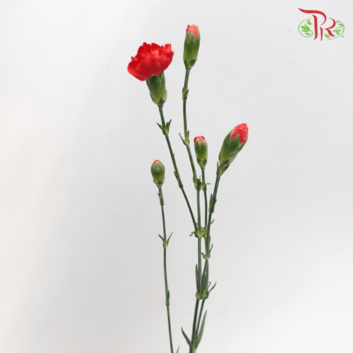 Carnation Spray - Red (19-20 Stems)-Red-China-prflorist.com.my