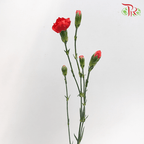 Carnation Spray - Red (19-20 Stems)-Red-China-prflorist.com.my