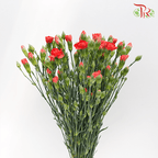 Carnation Spray - Red (19-20 Stems)-Red-China-prflorist.com.my