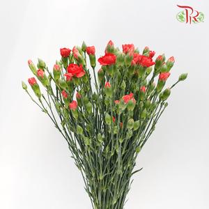 Carnation Spray - Red (19-20 Stems)-Red-China-prflorist.com.my