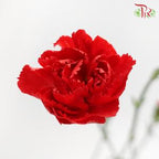 Carnation Spray - Red (19-20 Stems)-Red-China-prflorist.com.my