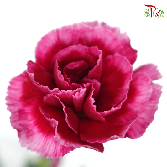 Carnation Spray - Red Violet (19-20 Stems)-Red Violet-China-prflorist.com.my