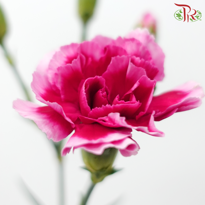 Carnation Spray - Red Violet (19-20 Stems)-Red Violet-China-prflorist.com.my