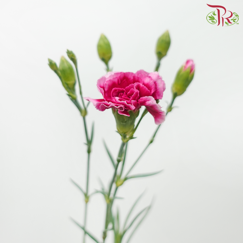 Carnation Spray - Red Violet (19-20 Stems)-Red Violet-China-prflorist.com.my