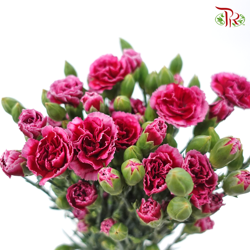 Carnation Spray - Red Violet (19-20 Stems)-Red Violet-China-prflorist.com.my