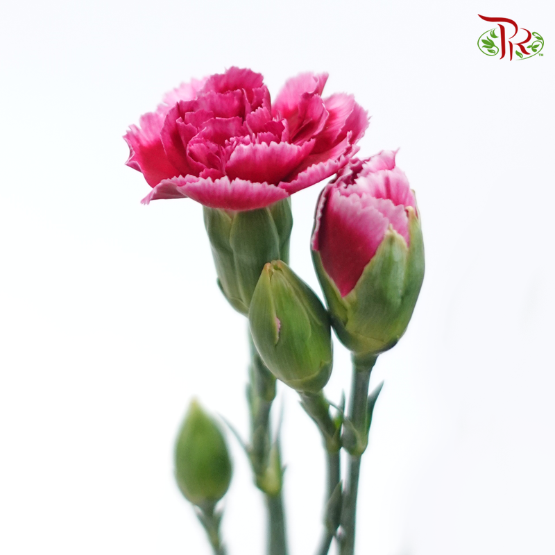 Carnation Spray - Red Violet (19-20 Stems)-Red Violet-China-prflorist.com.my
