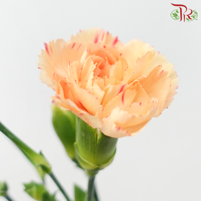 Carnation Spray - Reg Malone (19-20 Stems)-Orange-China-prflorist.com.my