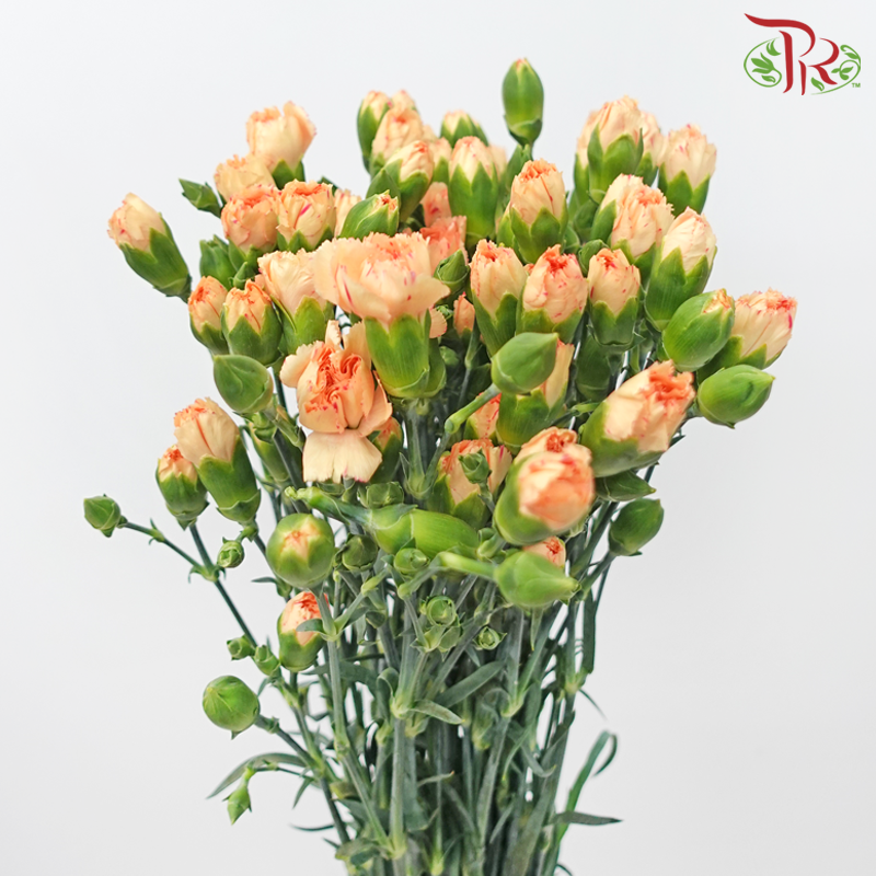 Carnation Spray - Reg Malone (19-20 Stems)-Orange-China-prflorist.com.my