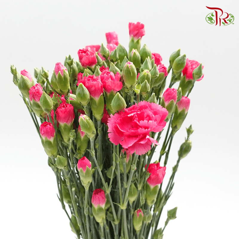 Carnation Spray - Sp Cherry Pink (19-20stems )-Pink-China-prflorist.com.my