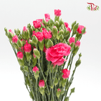 Carnation Spray - Sp Cherry Pink (19-20stems )-Pink-China-prflorist.com.my