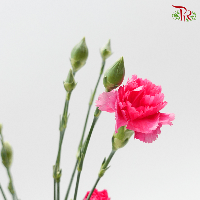 Carnation Spray - Sp Cherry Pink (19-20stems )-Pink-China-prflorist.com.my