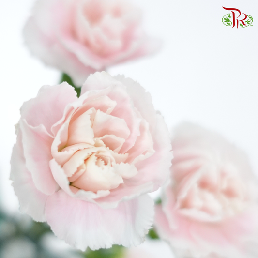 Carnation Spray - Tessano Pink (19-20 Stems)-Pink-China-prflorist.com.my