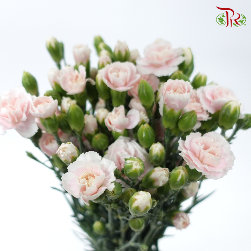 Carnation Spray - Tessano Pink (19-20 Stems)-Pink-China-prflorist.com.my