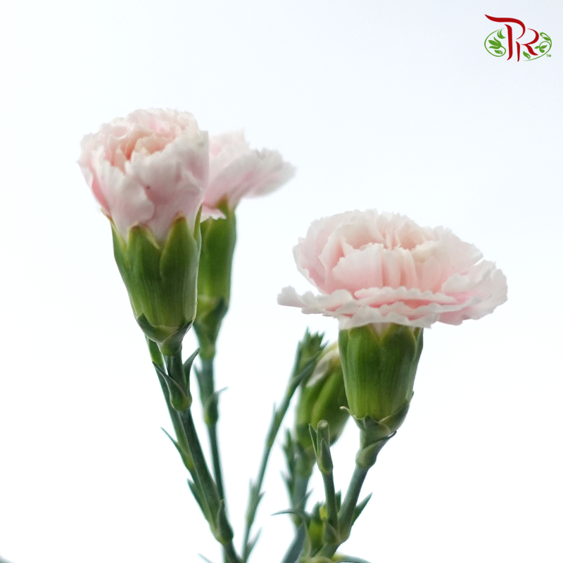 Carnation Spray - Tessano Pink (19-20 Stems)-Pink-China-prflorist.com.my