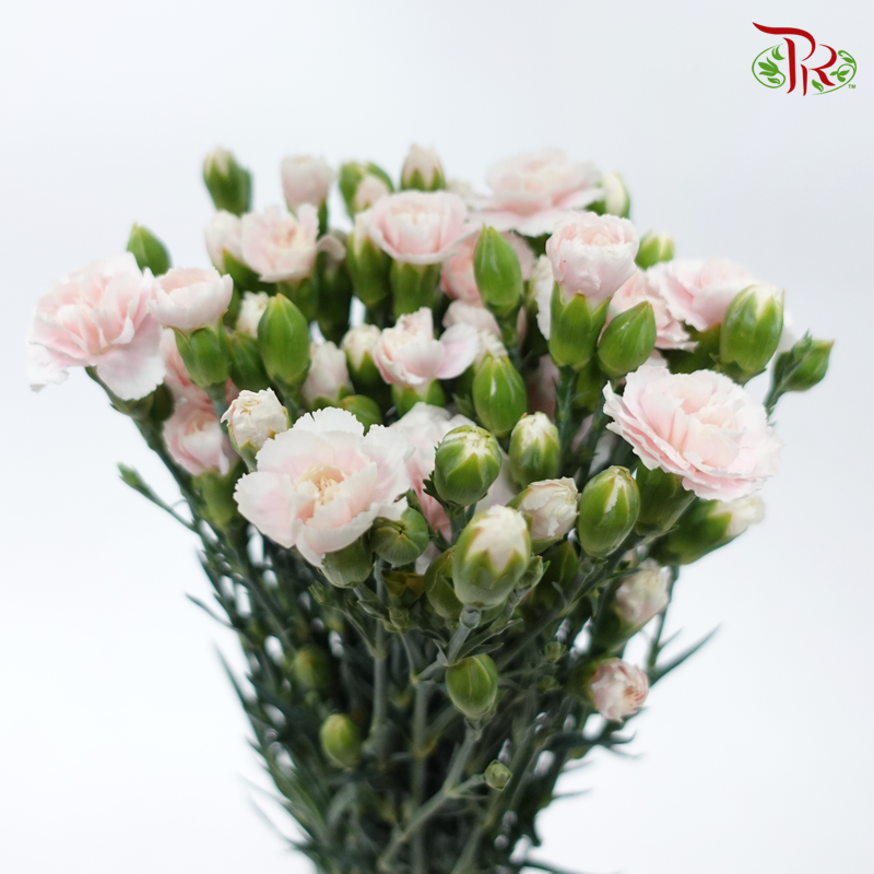 Carnation Spray - Tessano Pink (19-20 Stems)-Pink-China-prflorist.com.my