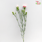 Carnation Spray - Two tone red (19-20 Stems)-Red-China-prflorist.com.my