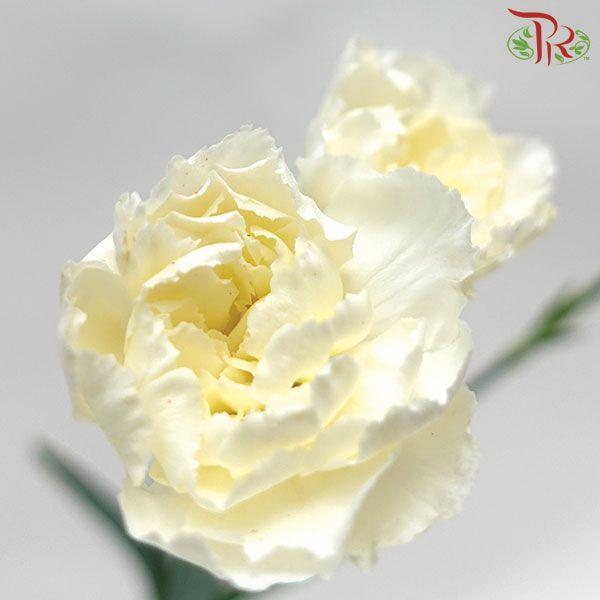 Carnation Spray - White (19-20 Stems)-White-China-prflorist.com.my