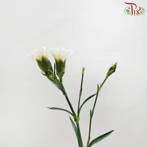 Carnation Spray - White (19-20 Stems)-White-China-prflorist.com.my