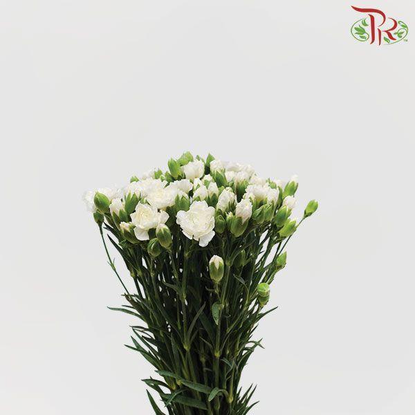 Carnation Spray - White (19-20 Stems)-White-China-prflorist.com.my