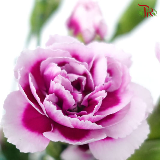 Carnation Spray - White Violet (19-20 Stems)-Violet-China-prflorist.com.my