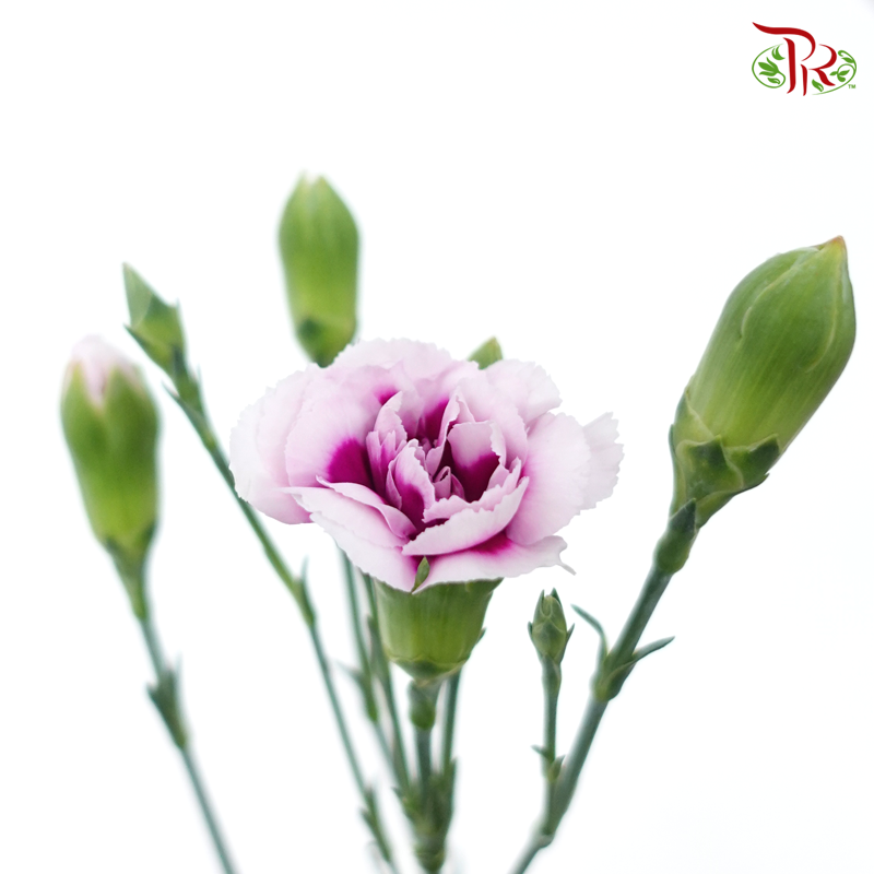Carnation Spray - White Violet (19-20 Stems)-Violet-China-prflorist.com.my