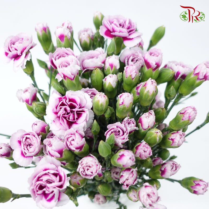 Carnation Spray - White Violet (19-20 Stems)-Violet-China-prflorist.com.my