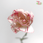 Carnation Spray - White With Pink Line (19-20 Stems)-White-China-prflorist.com.my