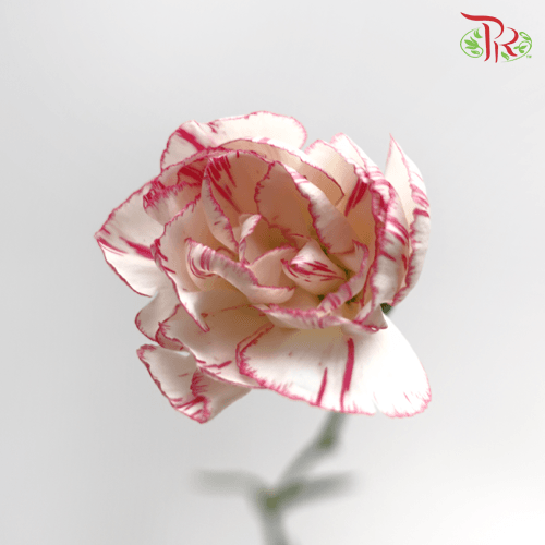 Carnation Spray - White With Pink Line (19-20 Stems)-White-China-prflorist.com.my