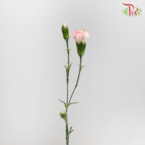 Carnation Spray - White With Pink Line (19-20 Stems)-White-China-prflorist.com.my