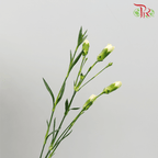 Carnation Spray - Xanthe (19-20 Stems)-Yellow-Vietnam-prflorist.com.my
