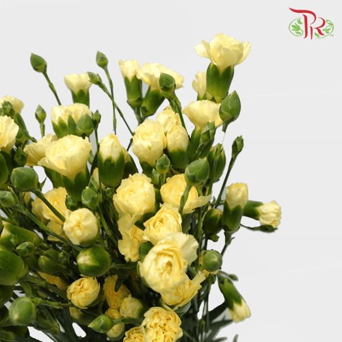 Carnation Spray - Yellow (19-20 Stems)-Yellow-China-prflorist.com.my