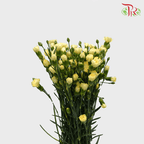 Carnation Spray - Yellow (19-20 Stems)-Yellow-China-prflorist.com.my